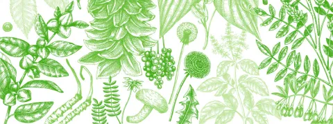 Adaptogenen en hun bijdrage aan vitaliteit