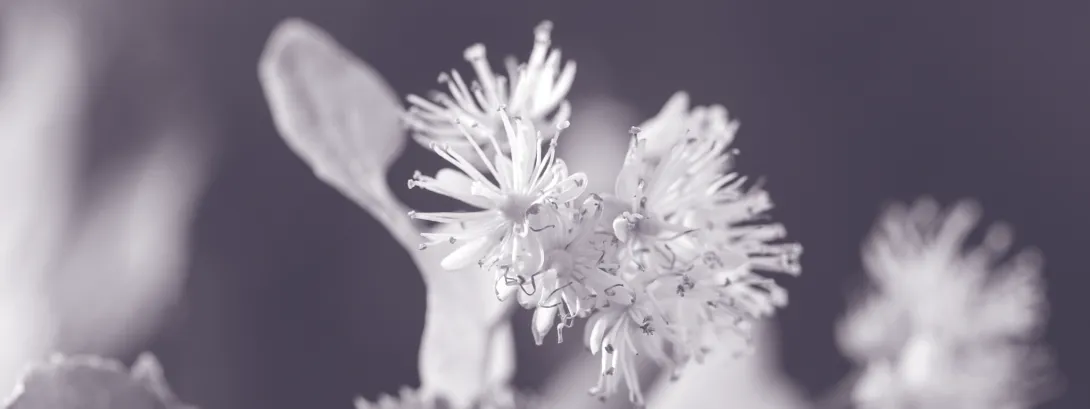 Kruidenextract versterkt spiergroei bij ouderen